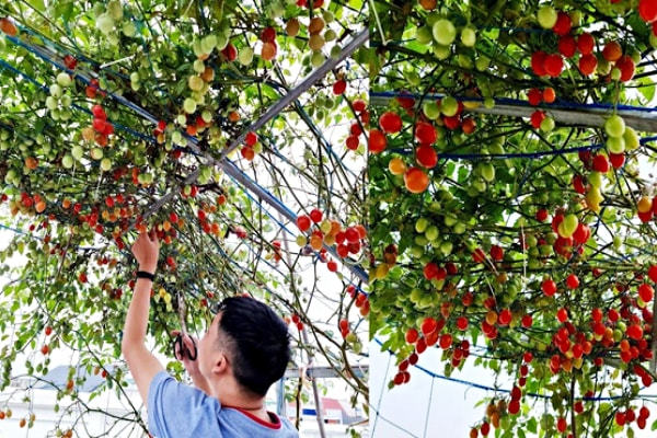 Mẹ đảm Hải Phòng vác đất lên sân thượng, tự tạo 'nông trại' hữu cơ xanh tốt