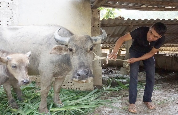 Lai Châu xử nghiêm việc buôn bán, giết mổ lợn nghi mắc bệnh để ngăn dịch lở mồm long móng xâm nhiễm