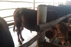 Nông dân Trùng Khánh cuộc sống bớt khó khăn nhờ chăn nuôi gia súc theo hướng hữu cơ