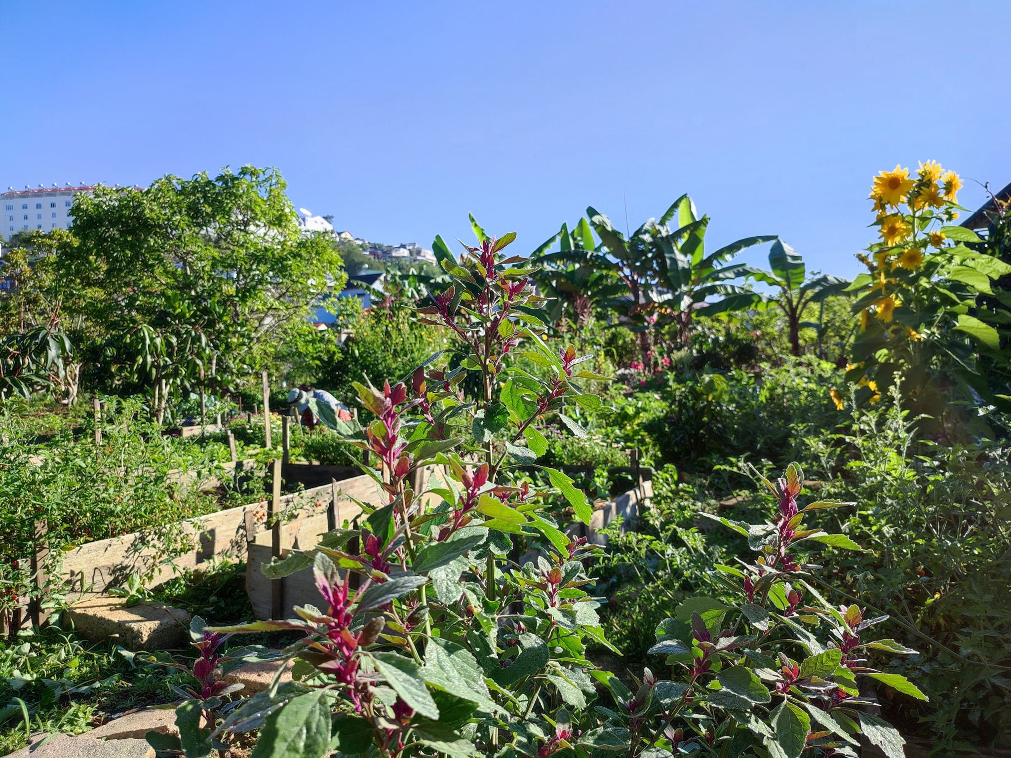 9X Đà Lạt mời khách lạ về khu vườn 7.000m2, cùng sống và trồng cây