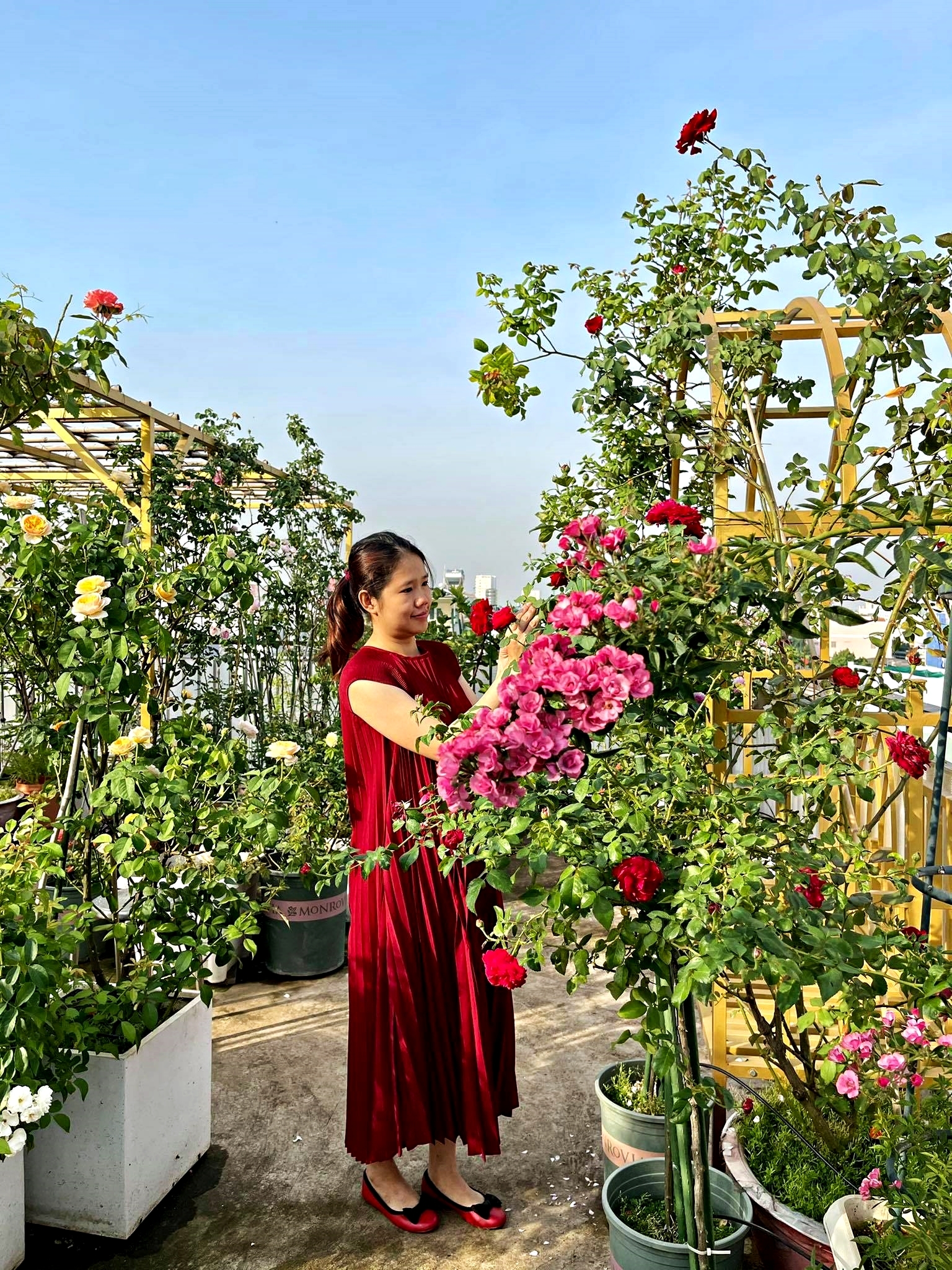 Mẹ bầu biến sân thượng thành vườn hồng rực rỡ giữa Sài thành