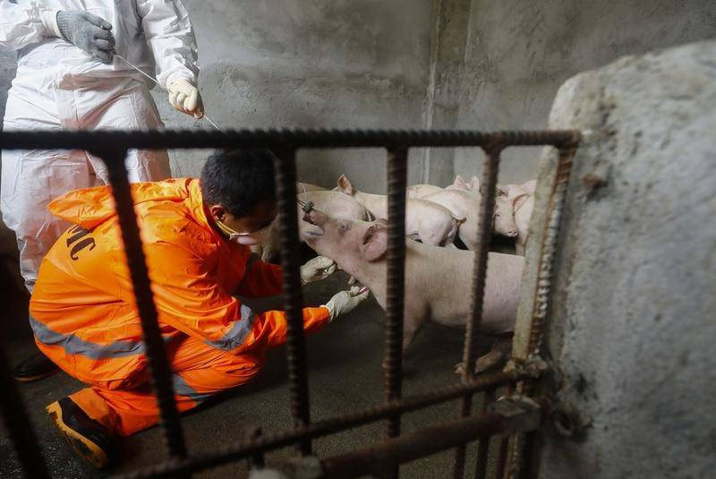 Philippines ban bố tình trạng thảm họa vì dịch cúm lợn châu Phi
