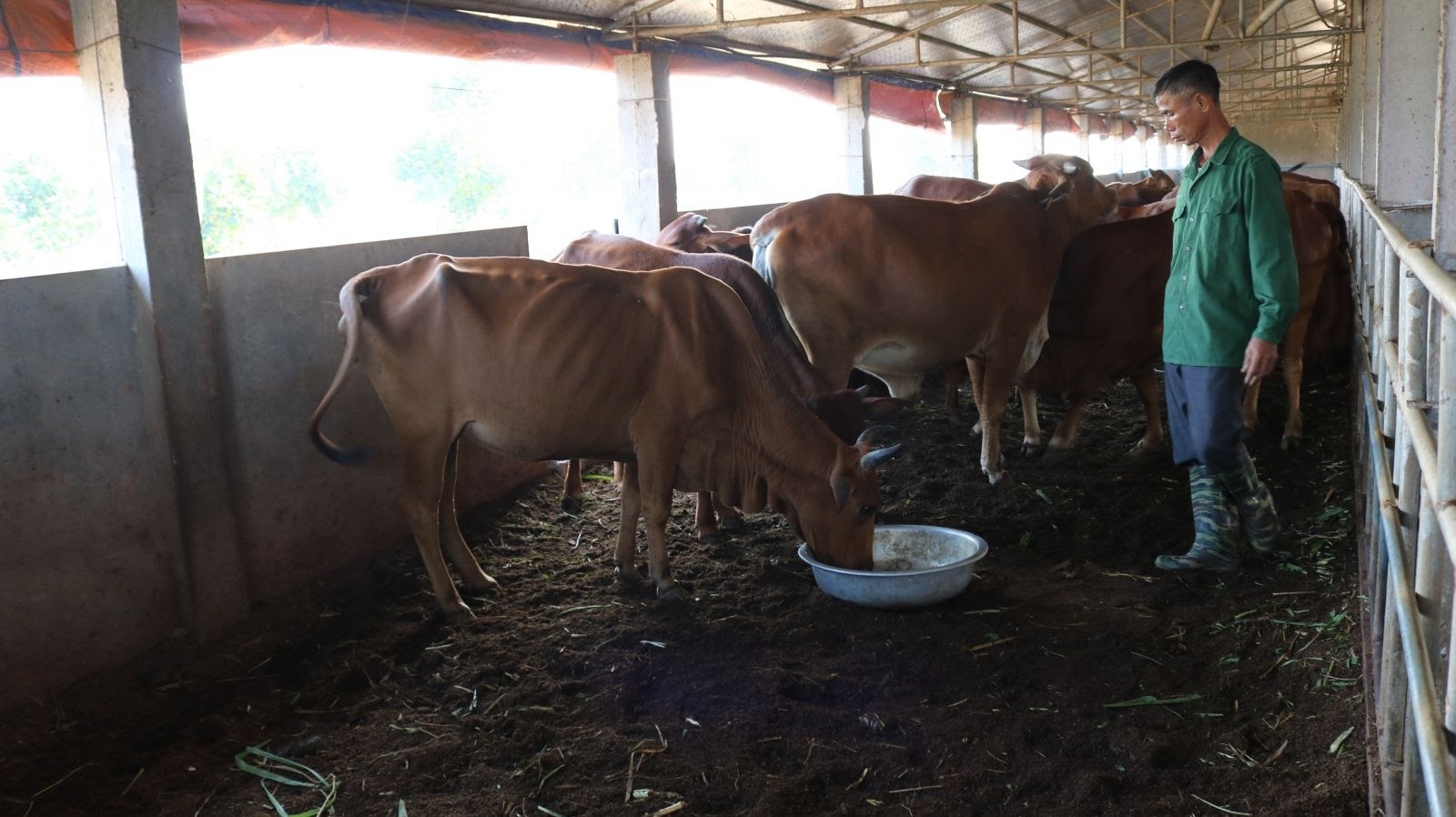 Chăn nuôi đại gia súc không chất thải, mô hình thân thiện với môi trường, phòng ngừa dịch bệnh