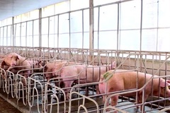 Chăn nuôi lợn trong chuồng lạnh, ngăn ngừa dịch lở mồm long móng