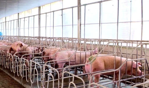 Chăn nuôi lợn trong chuồng lạnh, ngăn ngừa dịch lở mồm long móng