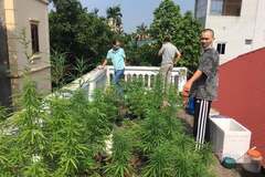Phát hiện vườn cần sa trong nội thành Hà Nội