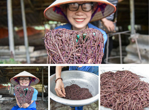 Cho lợn nghe nhạc, nuôi giun làm thực phẩm, người phụ nữ kiếm tiền tỷ mỗi năm