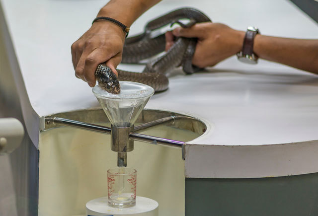 Nổi da gà với nghề vắt 'sữa' rắn