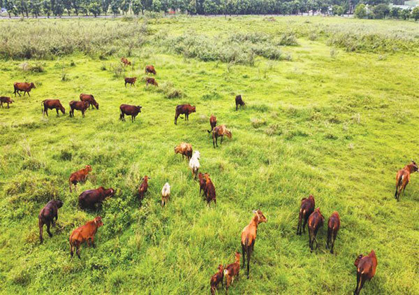 Beef cattle industry on a bumpy road