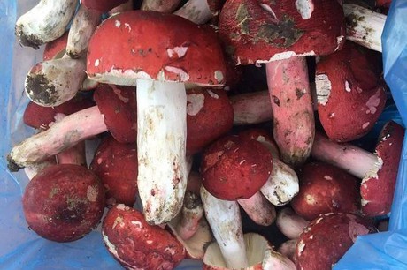 Đổ xô về rừng xứ Lạng săn nấm Chẹo - đặc sản quý giá cả triệu đồng/kg