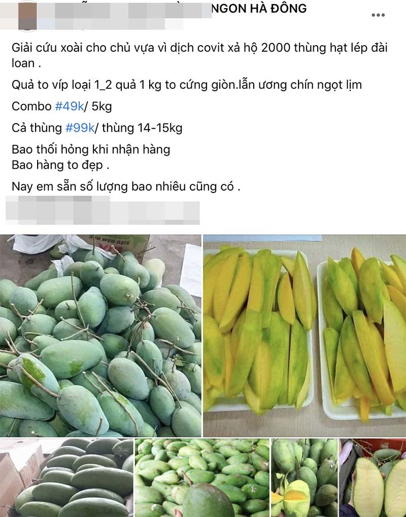Tin buồn đầu mùa: Xoài Việt dội chợ, giá rẻ hơn rau