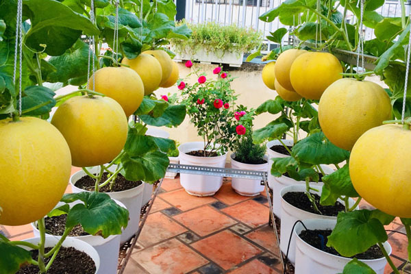 Roof-top gardens in Vietnam’s cities