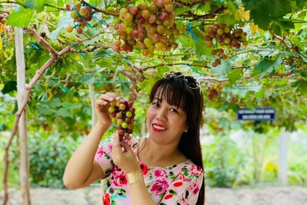 Vườn nho trĩu quả ở miền Tây thu hút người dân đến check-in