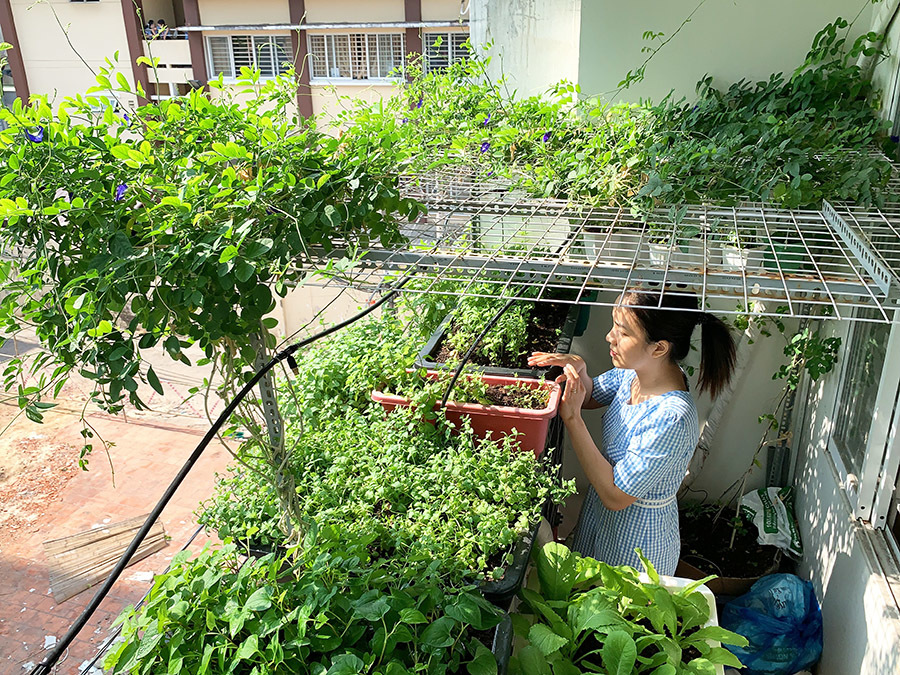 Mô hình tháp trồng rau sạch dành cho nhà phốban công chung cư