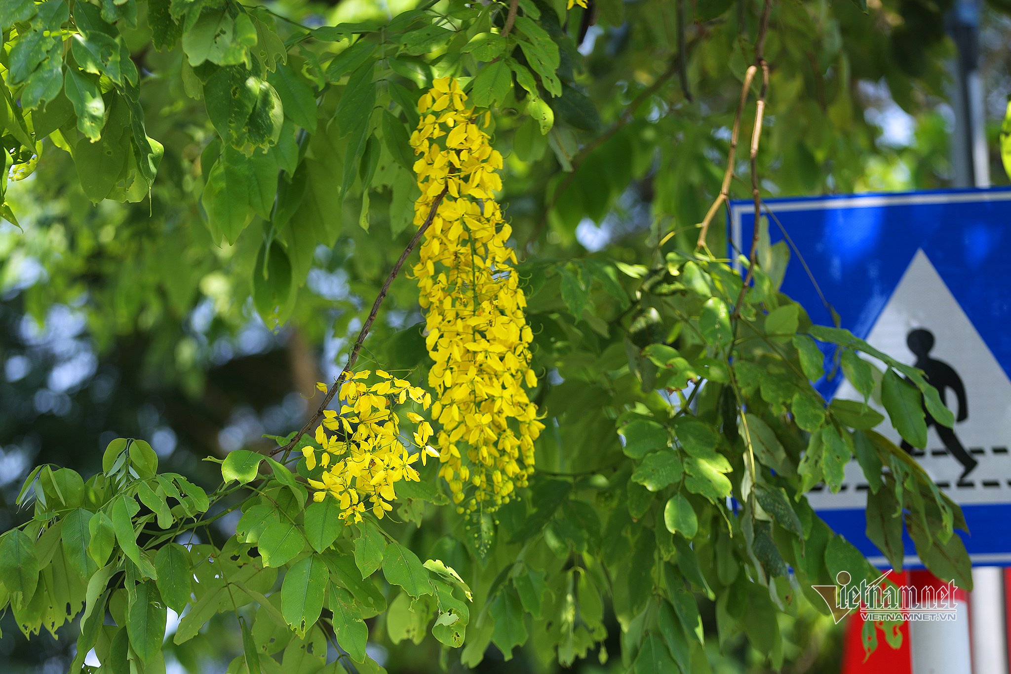 Muồng hoàng yến nhuộm vàng thắng cảnh hồ Tây