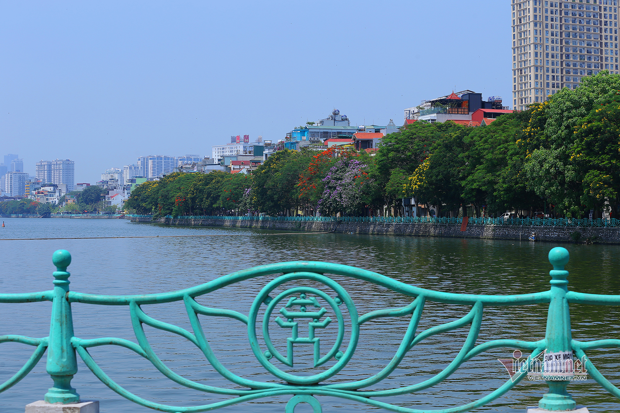 Muồng hoàng yến nhuộm vàng thắng cảnh hồ Tây