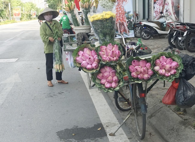 Bỏ tiền thật rước phải sen rởm, đâu là cách phân biệt?