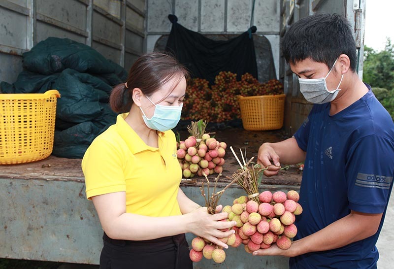 Trên đồi vải, dưới ruộng dưa: Cuộc đua lợi thế sân nhà, sức mạnh tiền đô