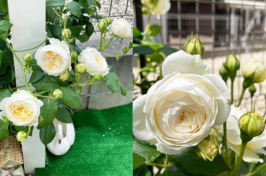Vườn hồng bên hàng rào tuyệt đẹp của cặp vợ chồng người Việt tại Nhật Bản