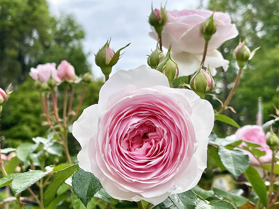 Vườn hồng ở hàng rào tuyệt đẹp của vợ chồng Việt tại Nhật
