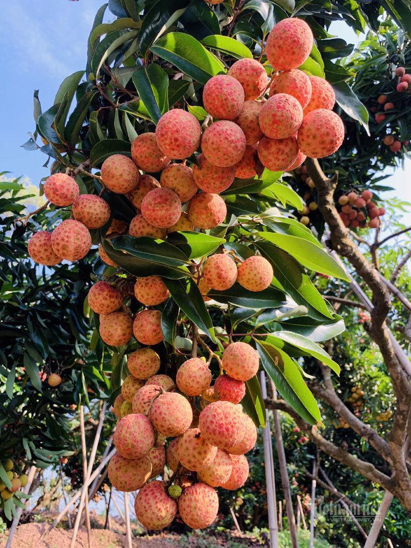 San Diu ethnic farmer grows the most expensive litchis in Vietnam