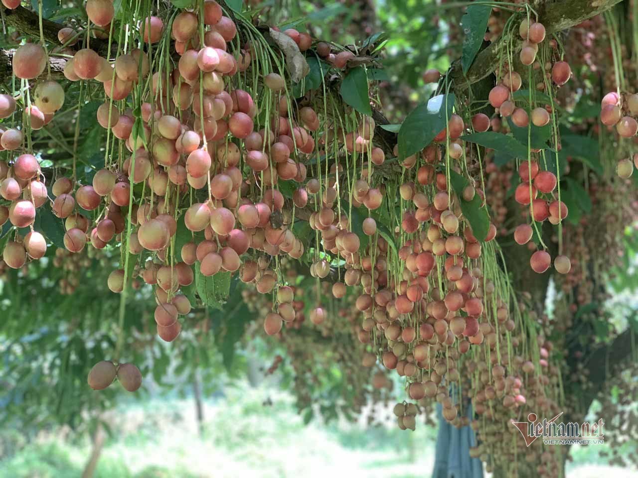 Cây cổ thụ nghìn quả đỏ hồng từ gốc tới ngọn: Đại gia xin mua, cụ chủ lắc đầu
