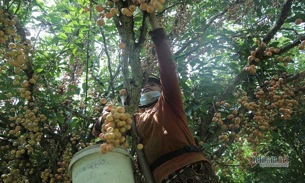 Cây cổ thụ nghìn quả đỏ hồng từ gốc tới ngọn: Đại gia xin mua, cụ chủ lắc đầu