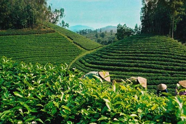 Thực hiện đồng bộ, hiệu quả cơ cấu lại ngành nông nghiệp theo 3 nhóm trục sản phẩm chủ lực