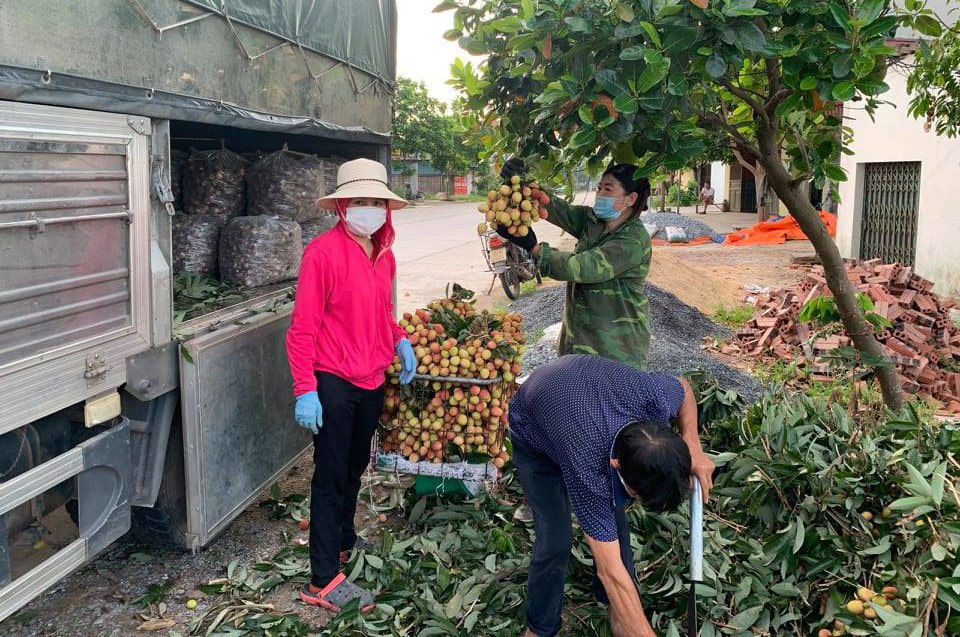 Bắc Giang phạt tiền người tung tin và người bình luận vải thiều bị ép giá