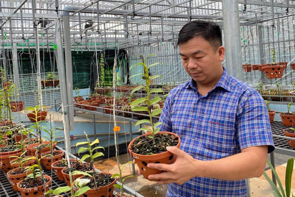 Vườn lan 1.500 chậu của ông chủ ‘chịu chơi’ Buôn Ma Thuột