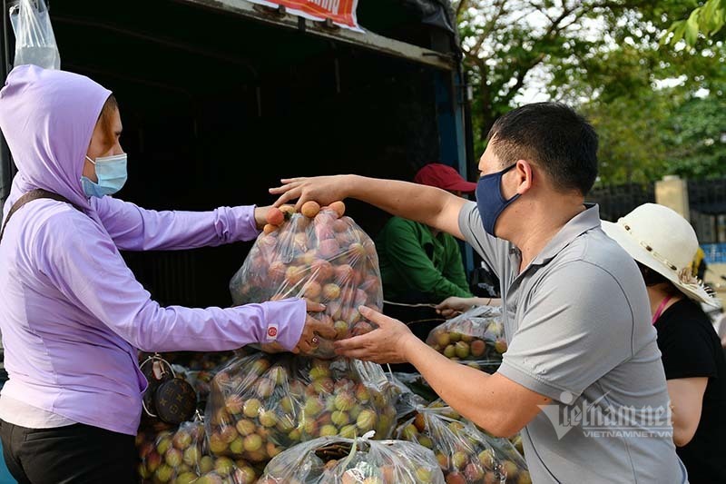 Giữa trưa nắng rát, người Hà Nội mua vải thiều ủng hộ Bắc Giang