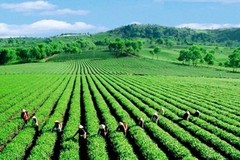 Ba trụ cột chính của ngành nông nghiệp: Nông nghiệp, nông thôn và nông dân