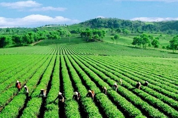 Việt Nam- Thành viên cốt lõi của P4G