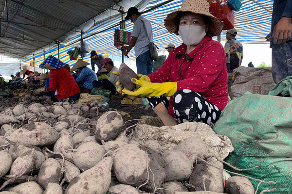 Khóc ròng trên ruộng, 'vương quốc khoai lang' miền Tây kêu cứu