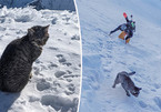 Chú mèo theo chân cặp đôi lên đỉnh núi Thụy Sĩ cao hơn 3.000 mét