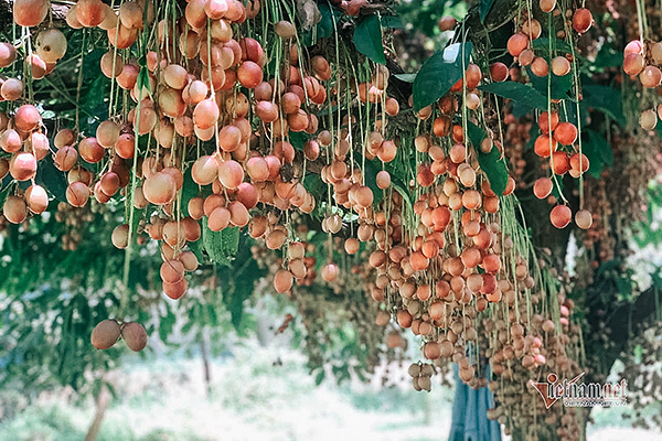 Cây cổ thụ nghìn quả đỏ hồng từ gốc tới ngọn: Đại gia xin mua, cụ chủ lắc đầu