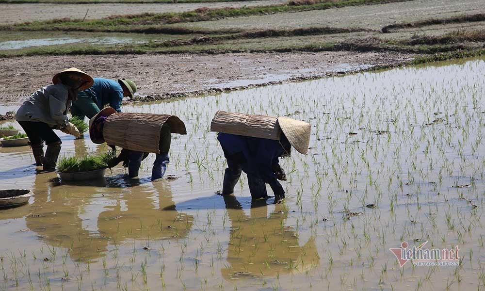 Vật lộn trong nắng nóng hơn 40 độ