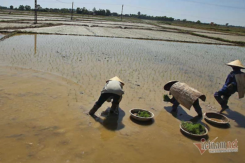 Vật lộn trong nắng nóng hơn 40 độ