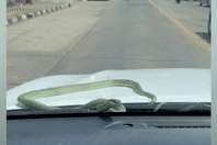 Nữ tài xế hãi hùng khi thấy rắn bò lên kính lái ô tô