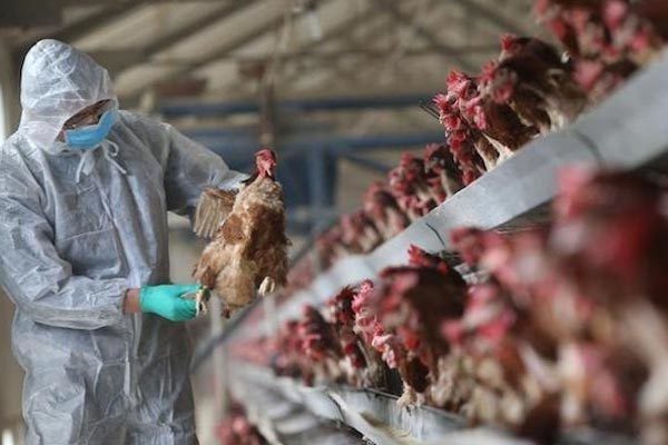 Trung Quốc phát hiện người đầu tiên mắc chủng cúm gia cầm hiếm gặp