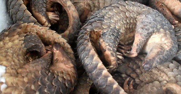 Man jailed for storing 780 kg of African pangolin scales