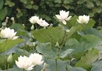 White lotus garden enchants flower lovers in Hanoi