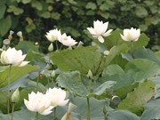 White lotus garden enchants flower lovers in Hanoi