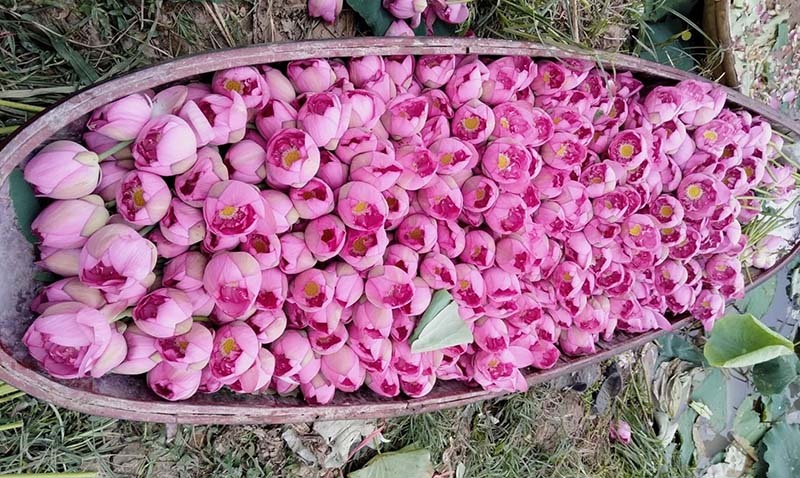 Kỷ lục triệu bông hoa sen của anh nông dân Hà Nội