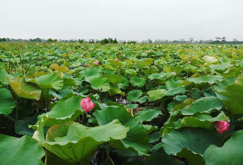 Biến đồng hoang thành đầm sen khổng lồ, anh nông dân lập kỷ lục triệu bông hoa