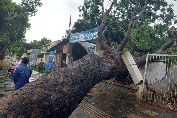 Cây xà cừ cổ thụ bật gốc sau mưa lớn, đè sập cổng chợ ở Vũng Tàu