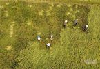 Hình ảnh ngày mùa trên cánh đồng nơi giãn cách ở Bắc Giang