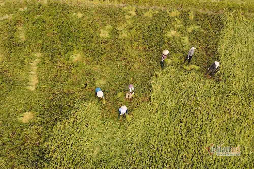 Hình ảnh ngày mùa trên cánh đồng nơi giãn cách ở Bắc Giang
