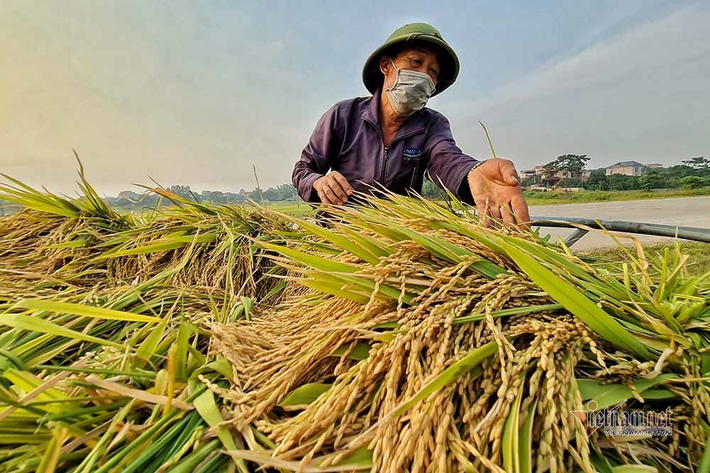 Hình ảnh cánh đồng lúa đẹp  Tổng hợp hình ảnh cánh đồng lúa đẹp nhất