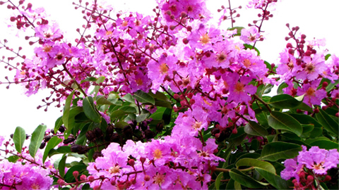 Xem phim đến cảnh 